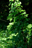 Vijfbladige wingerd; Virgina Creeper; Parthenocissus quinquefoli