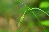 Gladde zegge; Smooth-stalked Sedge; Carex laevigata
