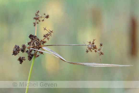 Donkergroene bies; Green bulrush;  Scirpus atrovirens subsp. geo