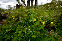 Yellow Alpine Milkvetch; Astragalus frigidus