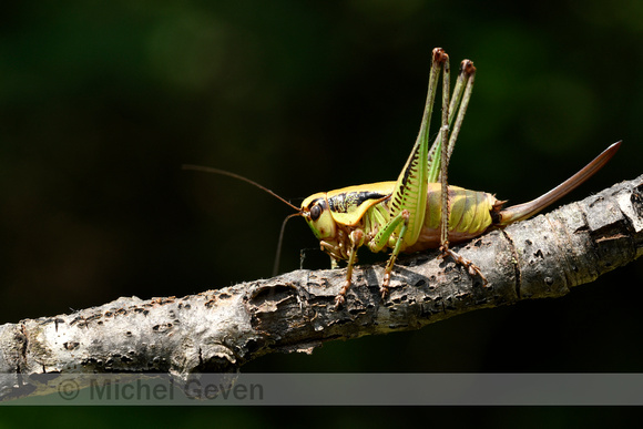 Schmidt's Marbled Bush-Cricket; Eupholidoptera schmidti