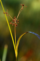 Donkergroene bies; Green bulrush;  Scirpus atrovirens subsp. geo