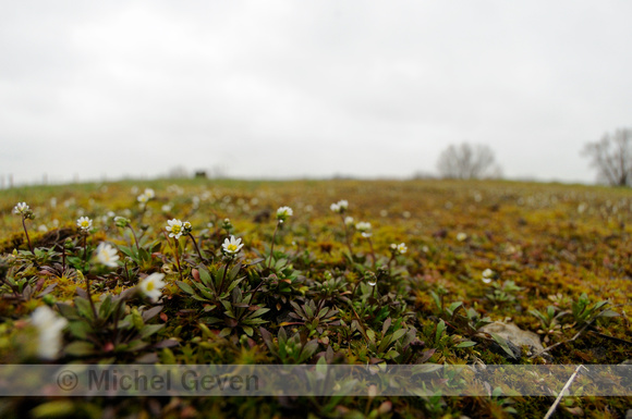 Vroegeling; Common Whitlowgrass; Erophila verna; Draba verna