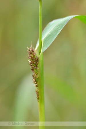Stekelige Hanenpoot; Rough Barnyardgrass; Echinochloa muricata
