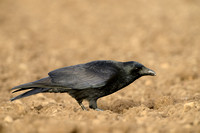Zwarte Kraai; Carrion Crow; Corvus Corone;