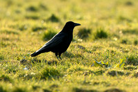 Zwarte kraai; Carion Crow; Corvus corone
