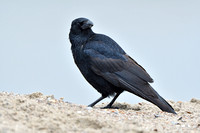 Zwarte Kraai; Carion Crow; Corvus corone