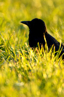 Zwarte kraai; Carion Crow; Corvus corone