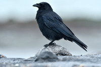 Zwarte Kraai; Carion Crow; Corvus corone