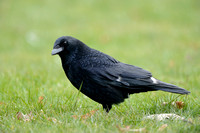 Zwarte Kraai; Carrion Crow; Corvus Corone;