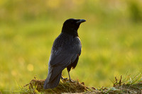 Zwarte kraai; Black Crow; Corvus corvus