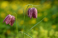 Wilde Kievitsbloem; SnakeÕs head fritillary; Fritillaria meleagr