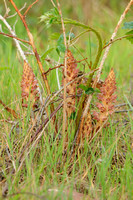 Grote Bremraap; Greater Broomrape; Orobanche rapum-genistae