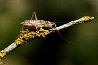 Alpenzadelsprinkhaan; Alpine Saddle Bush-cricket; Ephippiger ter