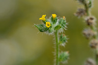 Kleinbloemige amsinckia; Small-flowered fiddleneck; Amsinckia mi