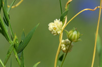 Vlaswarkruid; Flax Dodder; Cuscuta epilinum