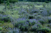 Echte Lavendel; English Lavender; Lavandula angustifolia
