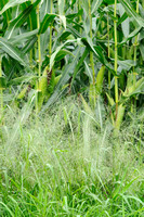 Zuid-Afrikaanse Gierst;Transvaal Millet;Panicum schinzii