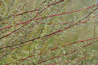 Wilde Averuit - Field Wormwood - Artemisia campestris subsp. campestris
