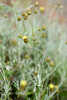 Phagnalon rupestre subsp. Illyricum