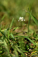 Vroegeling; Common Whitlowgrass; Draba Verna