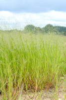 Zuid-Afrikaanse Gierst -Transvaal Millet -Panicum schinzii