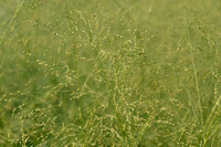Zuid-aprikaanse Gierst; Panicum schinzii