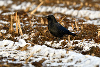 Zwarte kraai; Carrion Crow; Corvus corone