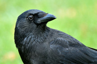 Zwarte kraai; Carion crow; Corvus corone