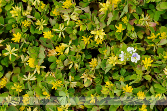 Tijmereprijs; Thyme-leaved Speedwell; Veronica serpyllifolia