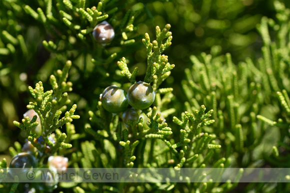 Juniperus phoenicea subsp. turbinata