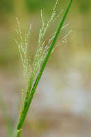 Zuid-Afrikaanse Gierst;Transvaal Millet;Panicum schinzii