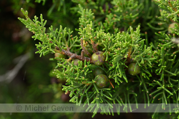 Phoenican juniper; Juniperus phoenicea