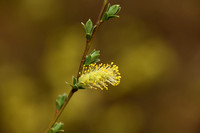 Kruipwilg; Creeping Willow; Salix repens