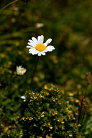 Alpine moon daisy; Leucanthemopsis alpina