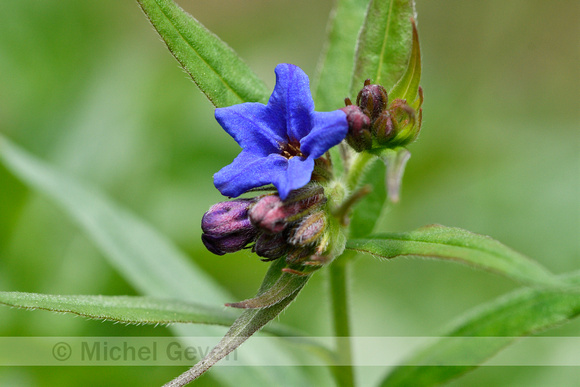 Blauw Parelzaad; Buglossoides purpurocaerulea