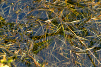 Plat fonteinkruid; Grasswrack Pondweed; Potamogeton compressus