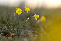 Rush-leaf Jonquil; Narcissus assoanus