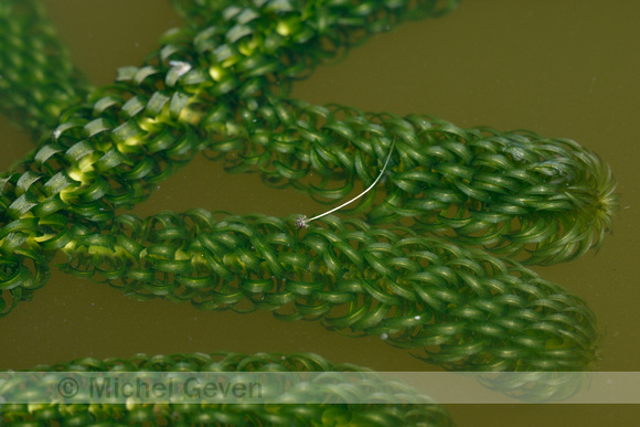 Verspreidbladige waterpest; Curly Waterweed; Lagarosiphon major