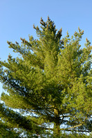 Weymouthden; Eastern white pine; Pinus strobus