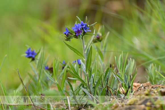 Blauw Parelzaad; Purple gromwell; Buglossoides purpurocaerlea