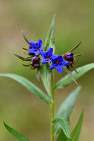 Blauw Parelzaad; Buglossoides purpurocaerulea
