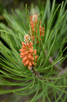 Corsicaanse Den - European black pine - Pinus nigra subsp. laricio