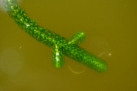 Verspreidbladige waterpest - Curly Waterweed - Lagarosiphon major