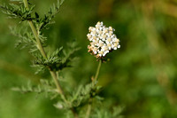 Southern Sneezwort; Achillea ligustica