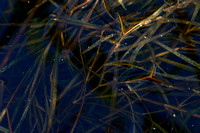 Plat fonteinkruid - Grasswrack Pondweed - Potamogeton compressus