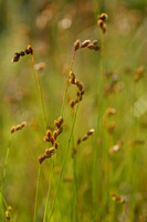 Pointed Broom Sedge; Carex scoparia