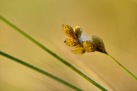 Pointed Broom Sedge; Carex scoparia