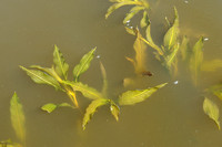 Glanzig fonteinkruid - Shining Pondweed - Potamogeton lucens