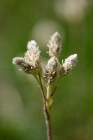 Karpatisch rozenkransje; Antennaria carpatica